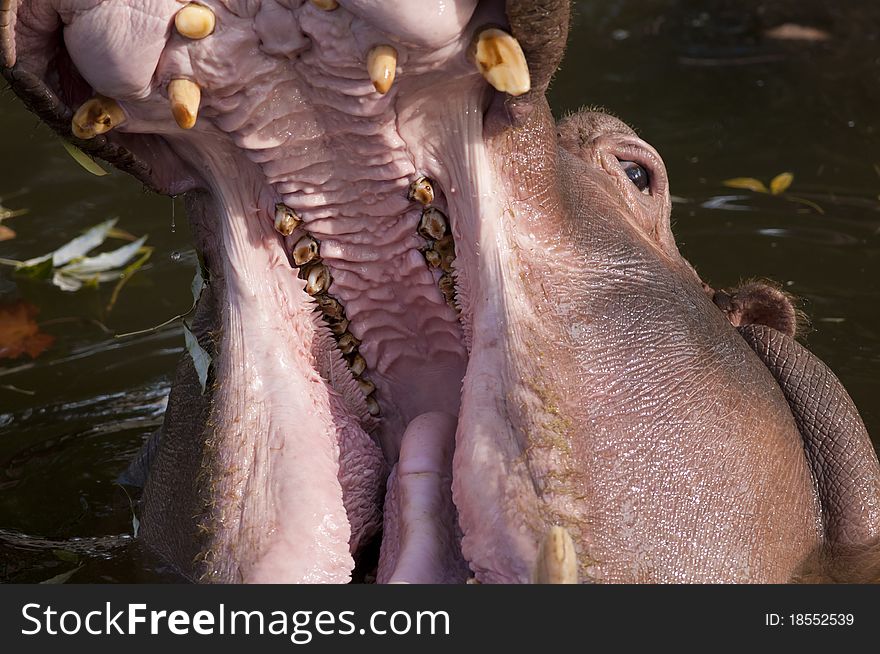 Hippopotamus with open mouth in water