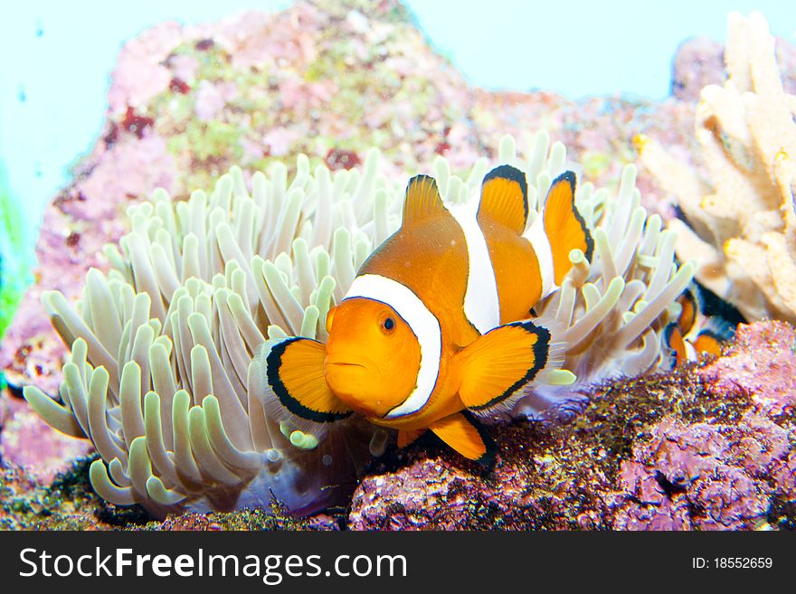 Clown Fish in Anemone Aquarium