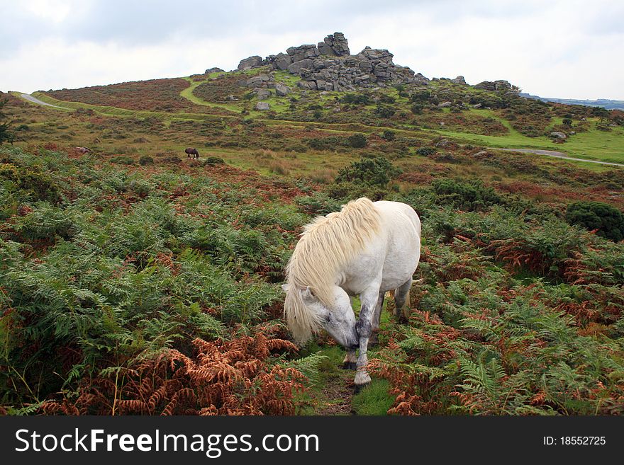 White Pony On Chinkwell Tor