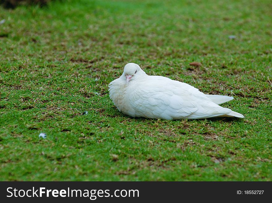 Dove sitting on the grass. Dove sitting on the grass