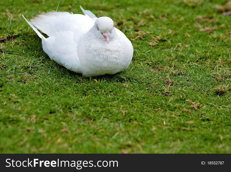 Dove lay on the grass. Dove lay on the grass