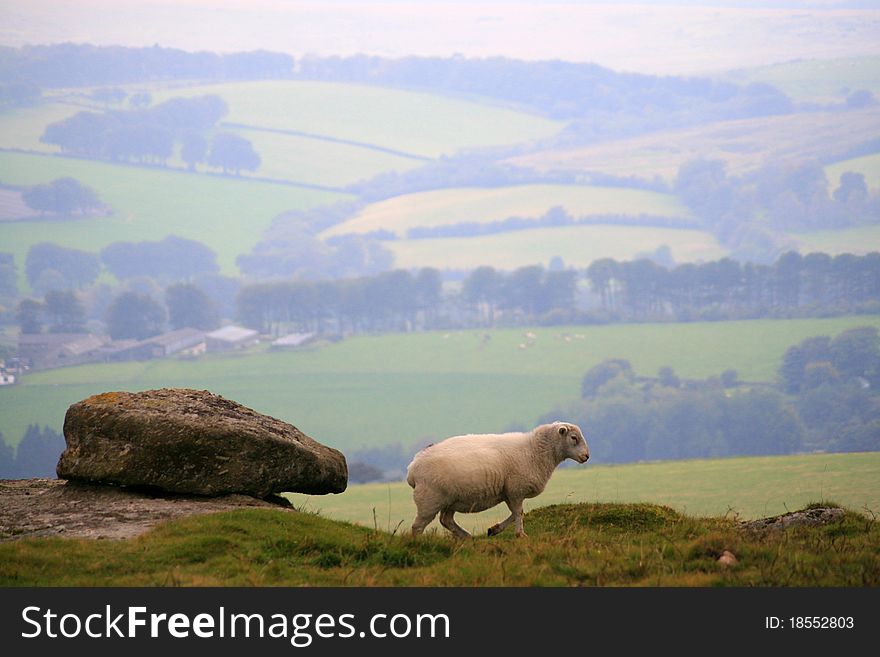 Sheep on Hamel Down above Widecombe, Dartmoor National Park, Devon
