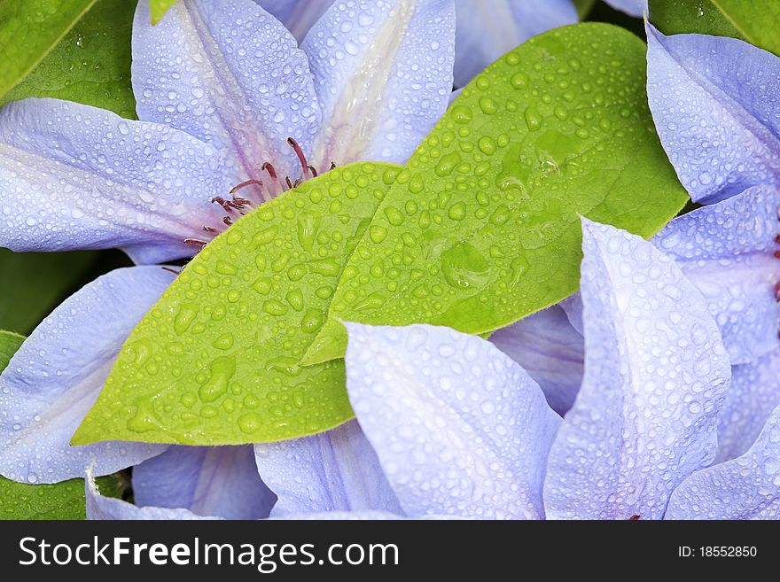 Green leaves with blue clematis flowers