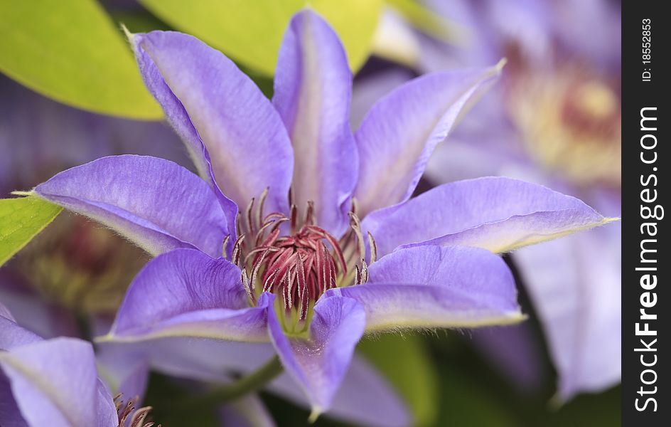 Blue Clematis Flower