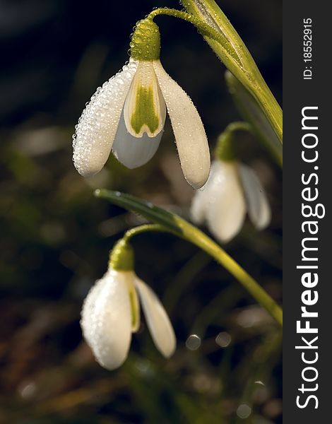 Star sparkle snowdrops  in morning dew