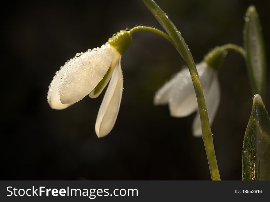 Star sparkle snowdrops in morning dew. Star sparkle snowdrops in morning dew