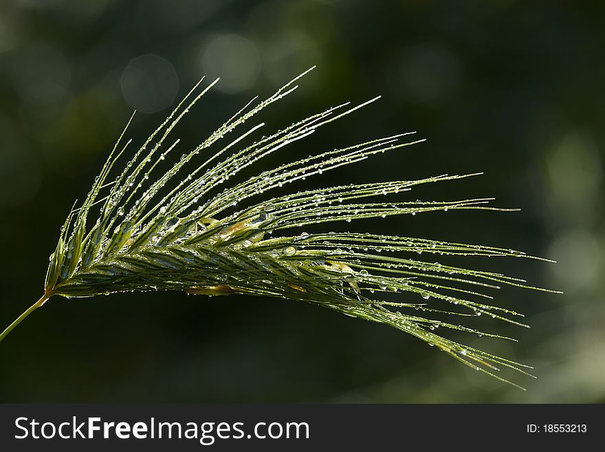 Rain Drops On Grass Spikelet