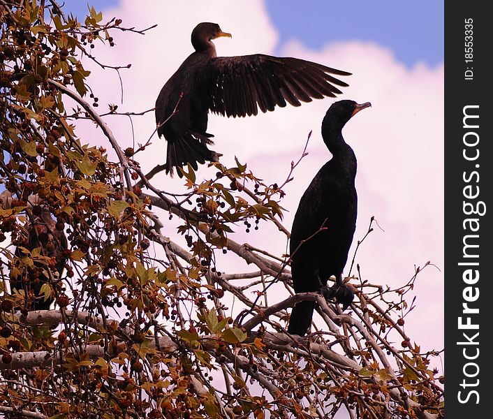 Two perched comorant birds high in a tree with one wing extended as if to point to something, cloudy background. Two perched comorant birds high in a tree with one wing extended as if to point to something, cloudy background