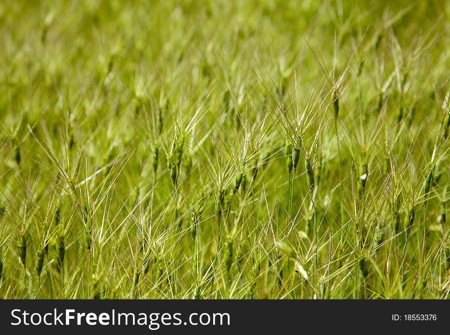 Texture of goat grass on the meadow