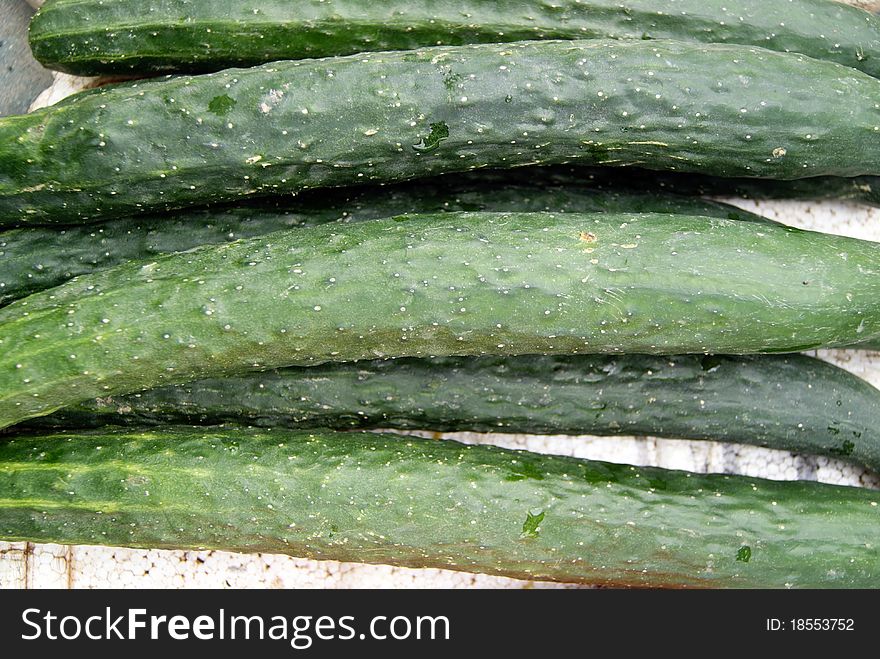 Cucumber