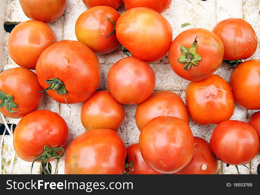 Tomatoes, round, of gong gong, it is people like to eat vegetables one.