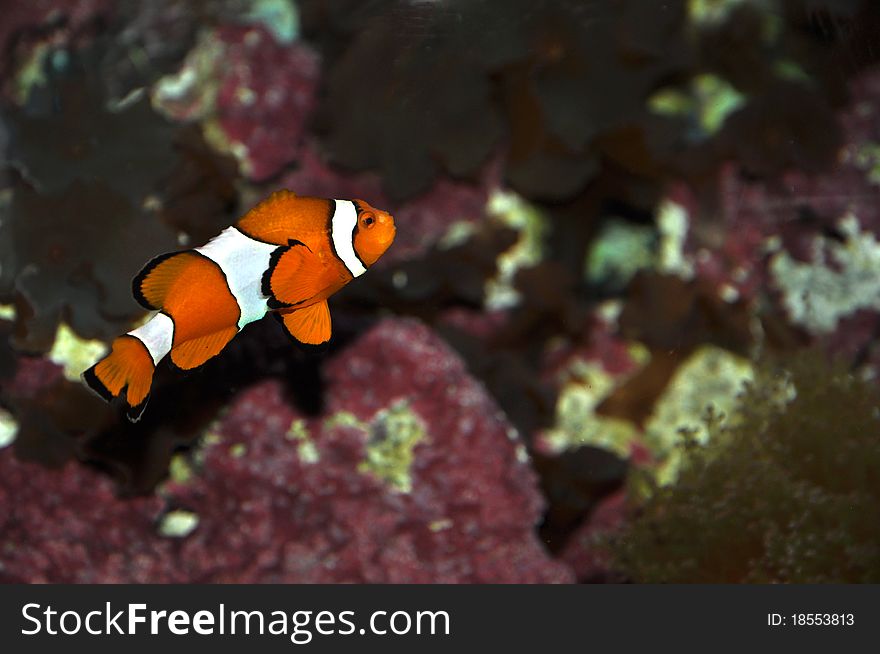 Clown fish swimming among sea mushrooms and coral