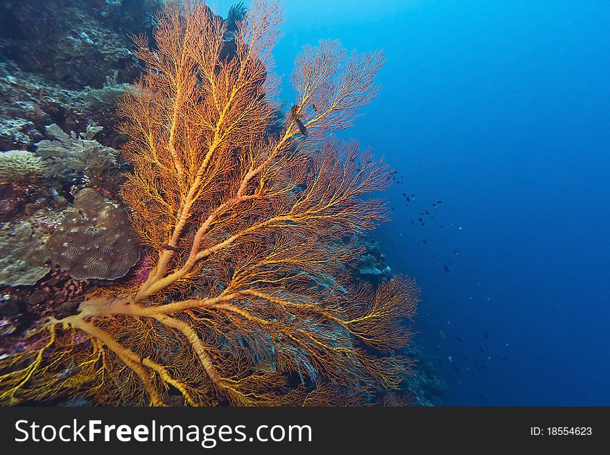 Sloping coral wall off the coast of Bunaken island in North Sulawesi, Indonesia. Sloping coral wall off the coast of Bunaken island in North Sulawesi, Indonesia