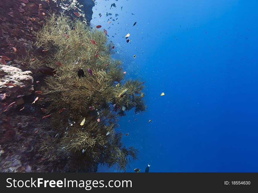 Black Coral off Bunaken island