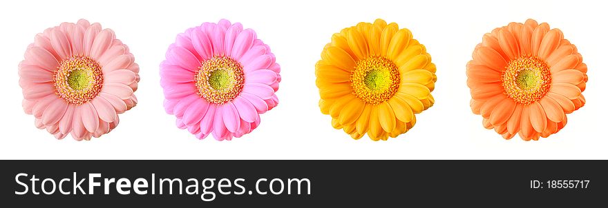 Gerbera flowers of different bright colors isolated on white background. Clipping path included. Gerbera flowers of different bright colors isolated on white background. Clipping path included.