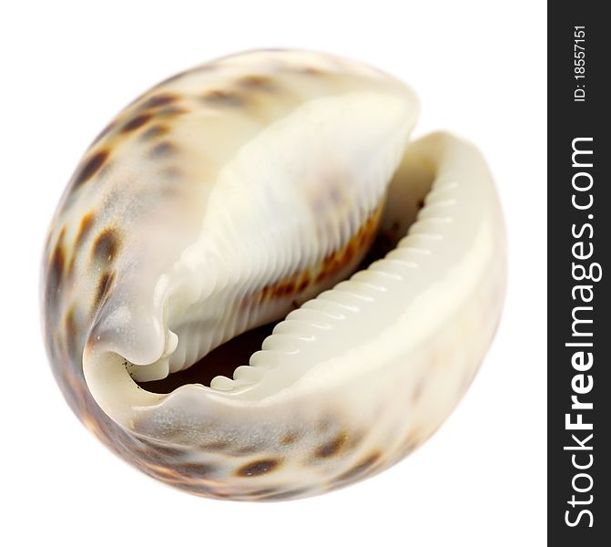 Sea shell isolated on white background. Intentional shallow depth of field. Studio work.