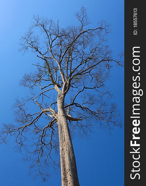 A dying tree on vivid blue sky background. A dying tree on vivid blue sky background