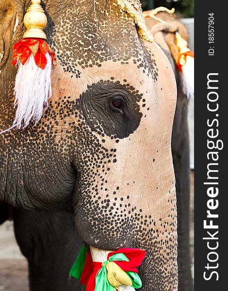 Elephant face close up in lopburi of Thailand