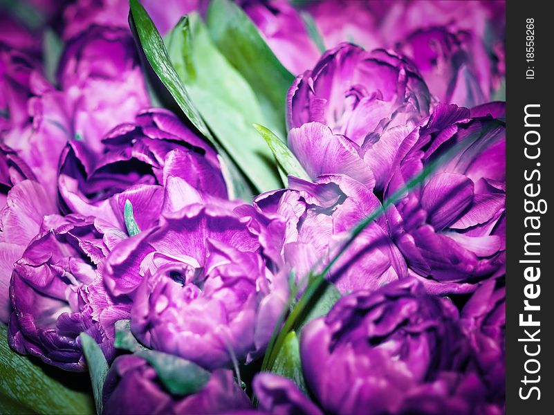 Spring beauty of the tulip. Spring beauty of the tulip
