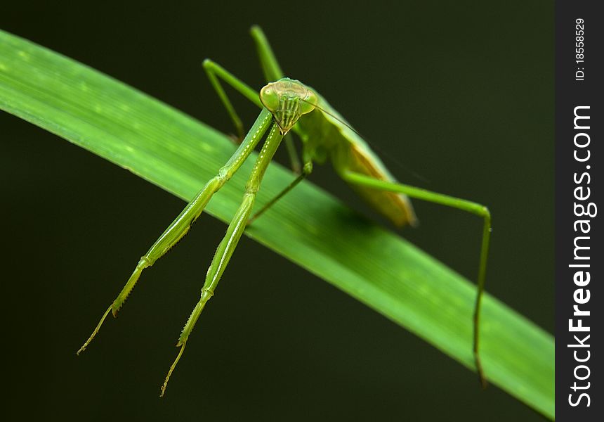 Female praying mantis posing on green stalk.