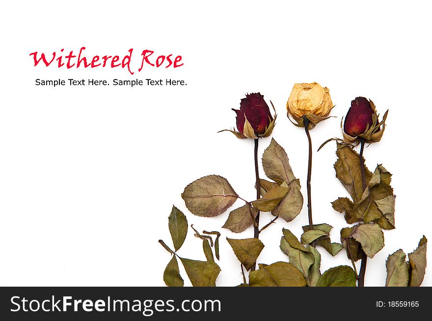 Three wihtered roses on white background. Three wihtered roses on white background