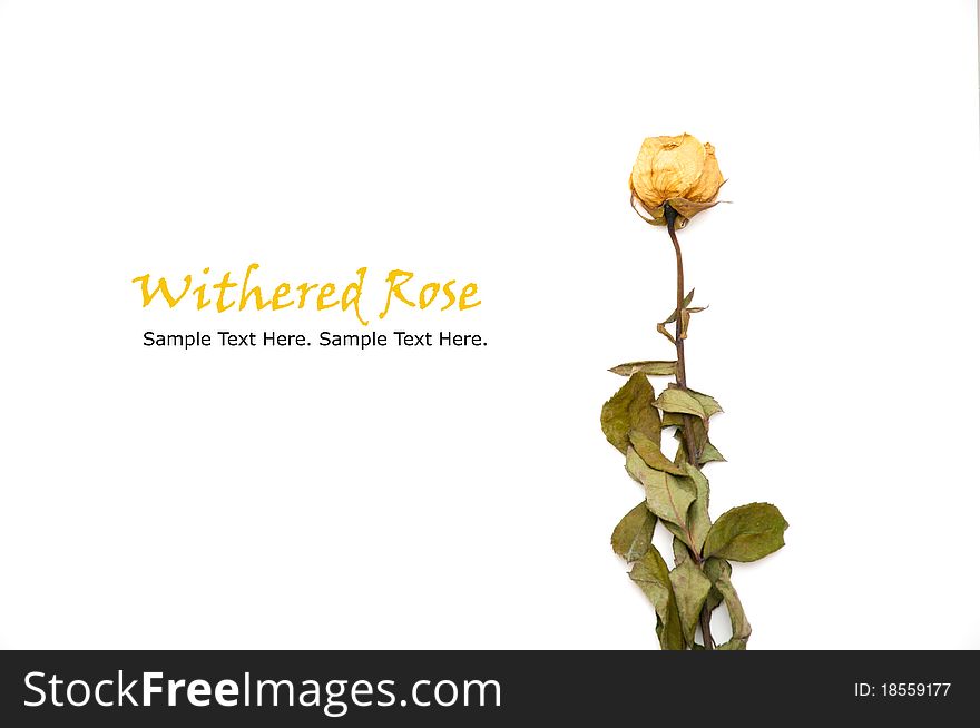 White Withered Rose