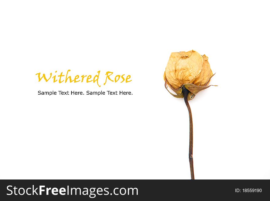 White withered rose on white background