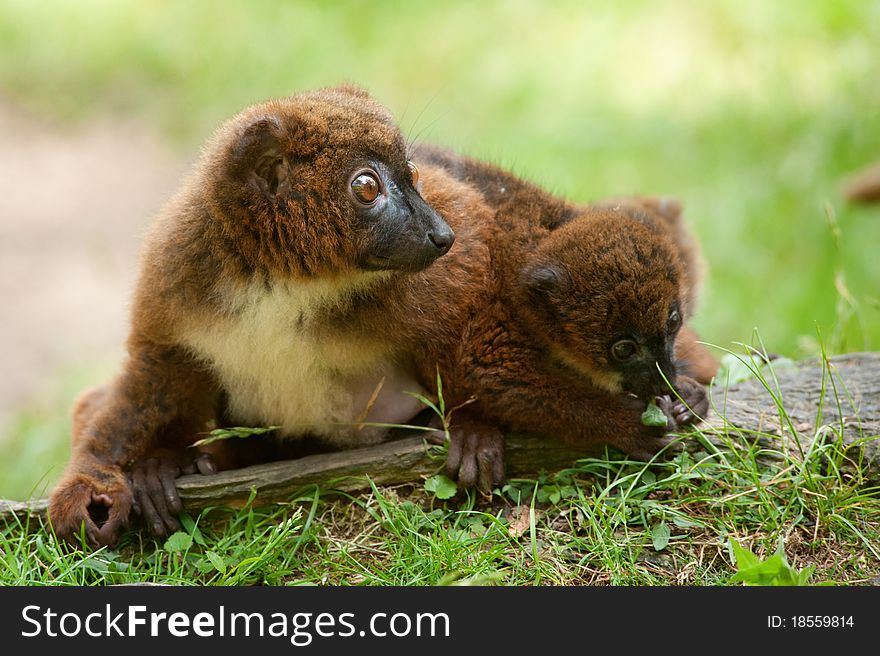 Cute Red-bellied Lemur with baby (Eulemur rubriventer)