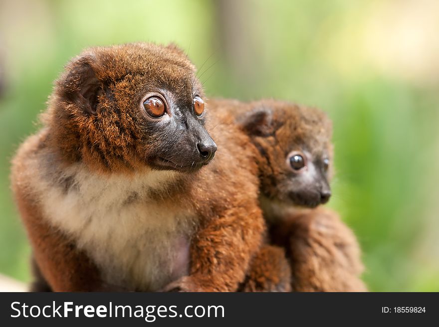Cute Red-bellied Lemur with baby (Eulemur rubriventer)