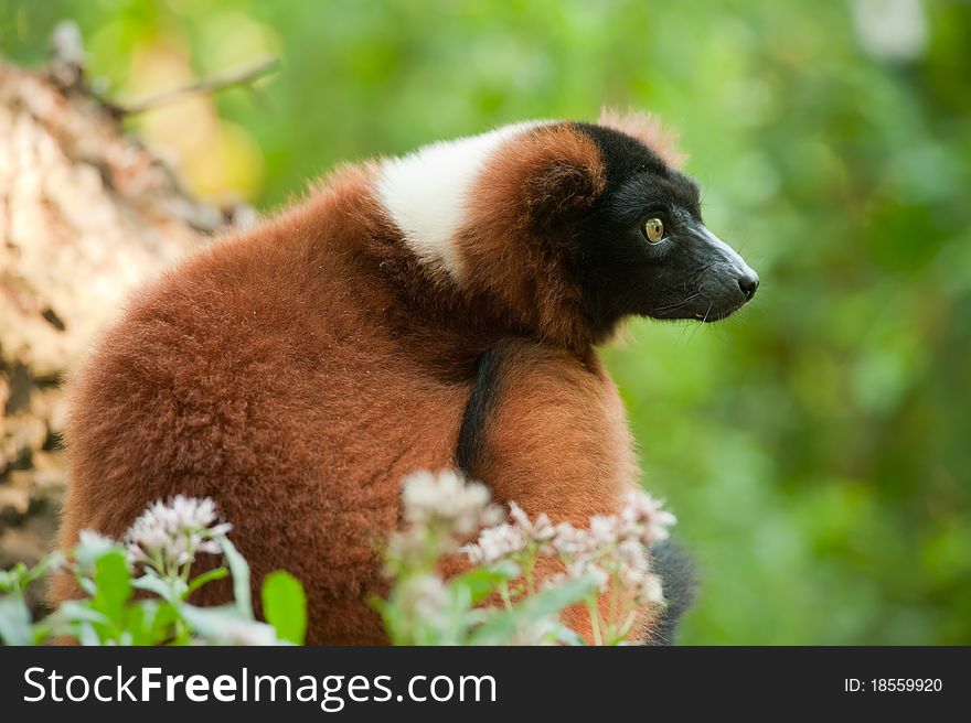 Beautiful red ruffed lemur