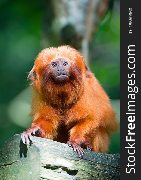 Golden Lion Tamarin