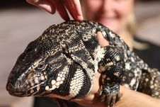 Lizard Royalty Free Stock Photography Lizard Royalty Free Stock Photography