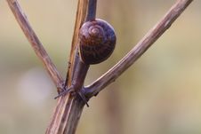 Snail Royalty Free Stock Photos