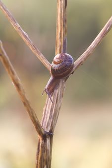 Snail Royalty Free Stock Images