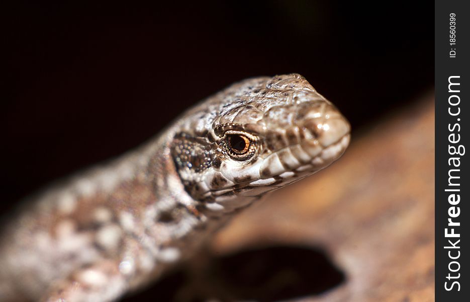 Portrait of European common sand lizard. Portrait of European common sand lizard