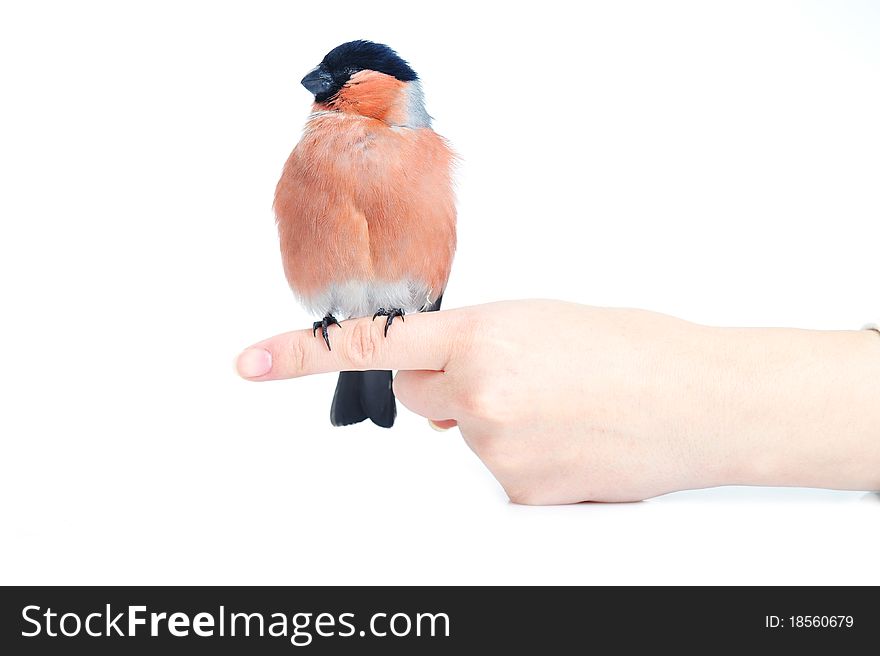 Woman holding bright beautiful bullfinch. Woman holding bright beautiful bullfinch