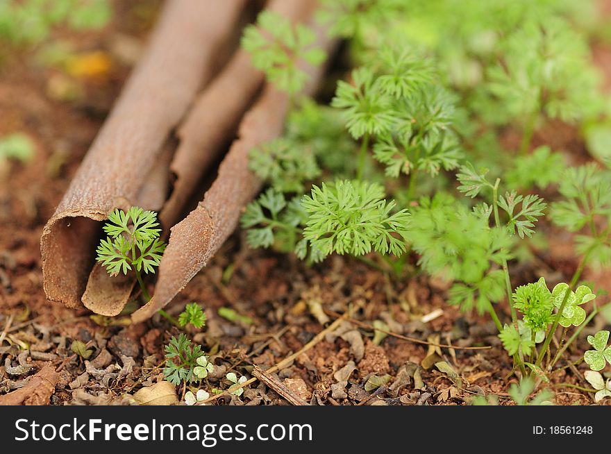 Tree bark and a plant