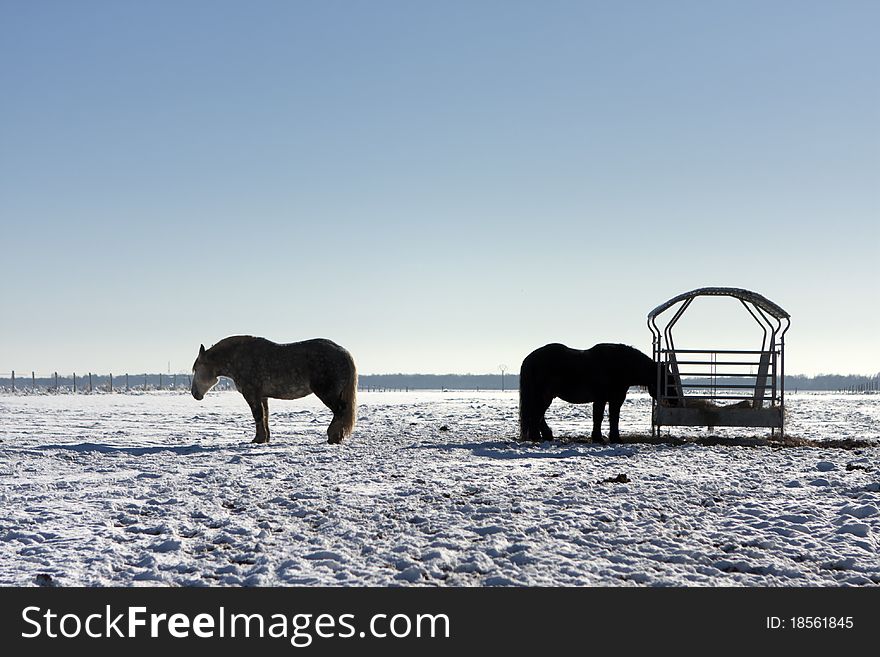 Horses in the snow in the winter cold. Horses in the snow in the winter cold