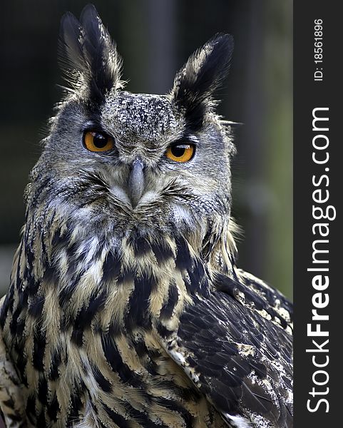 A eagle owl from a bird falconry center
