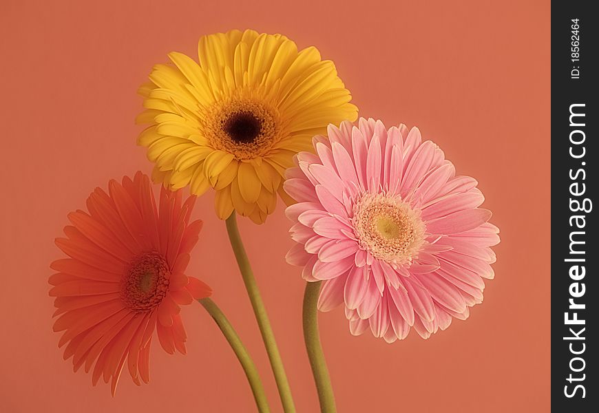 Three different color flowers on orange background
