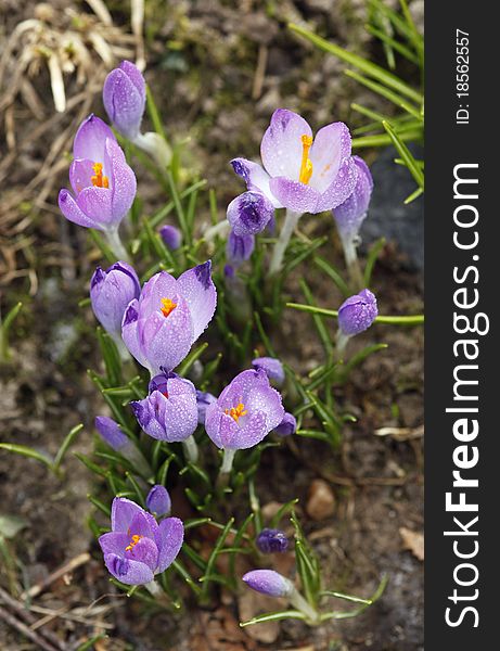 Beautiful crocuses in the wintertime