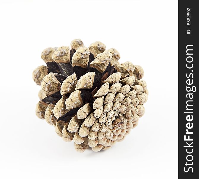 Isolated pinecone detailed photo on bright white background