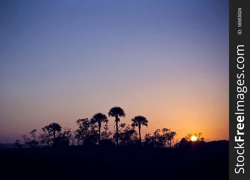 Island of Palm Trees silhouette at Sunset