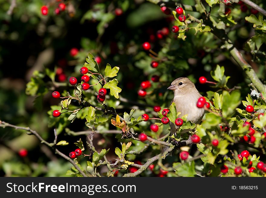 Chaffinch (Fringilla Coelebs)