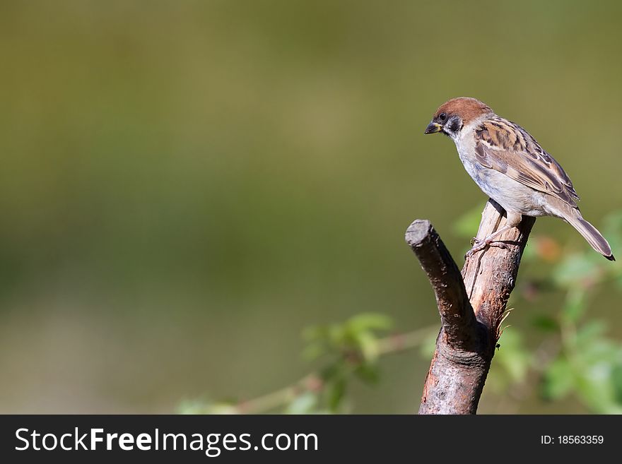 Tree Sparrow (Passer Montanus)perched on a branch