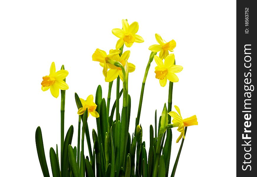 Bunch of daffodils isolated on white