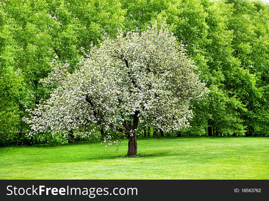 Solitary blooming apple tree in the garden. Solitary blooming apple tree in the garden