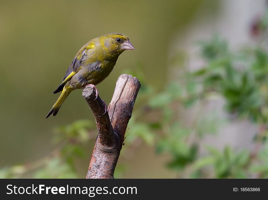 Greenfinch (Carduelis chloris) perched on a branch