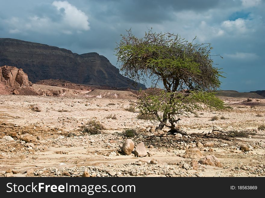 Desert Of Negev In The Spring, Israel