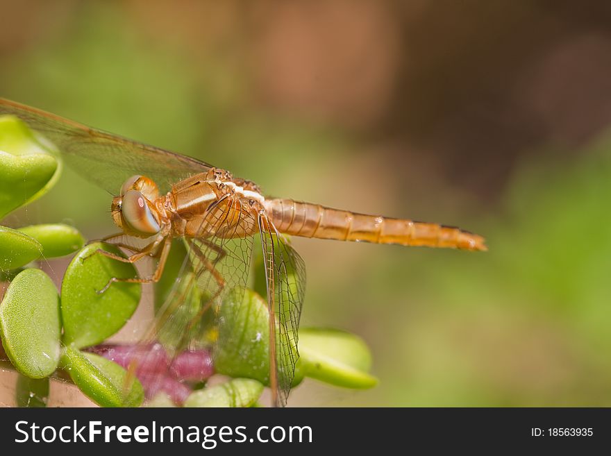 Dragonfly closeup on a plant in the wild